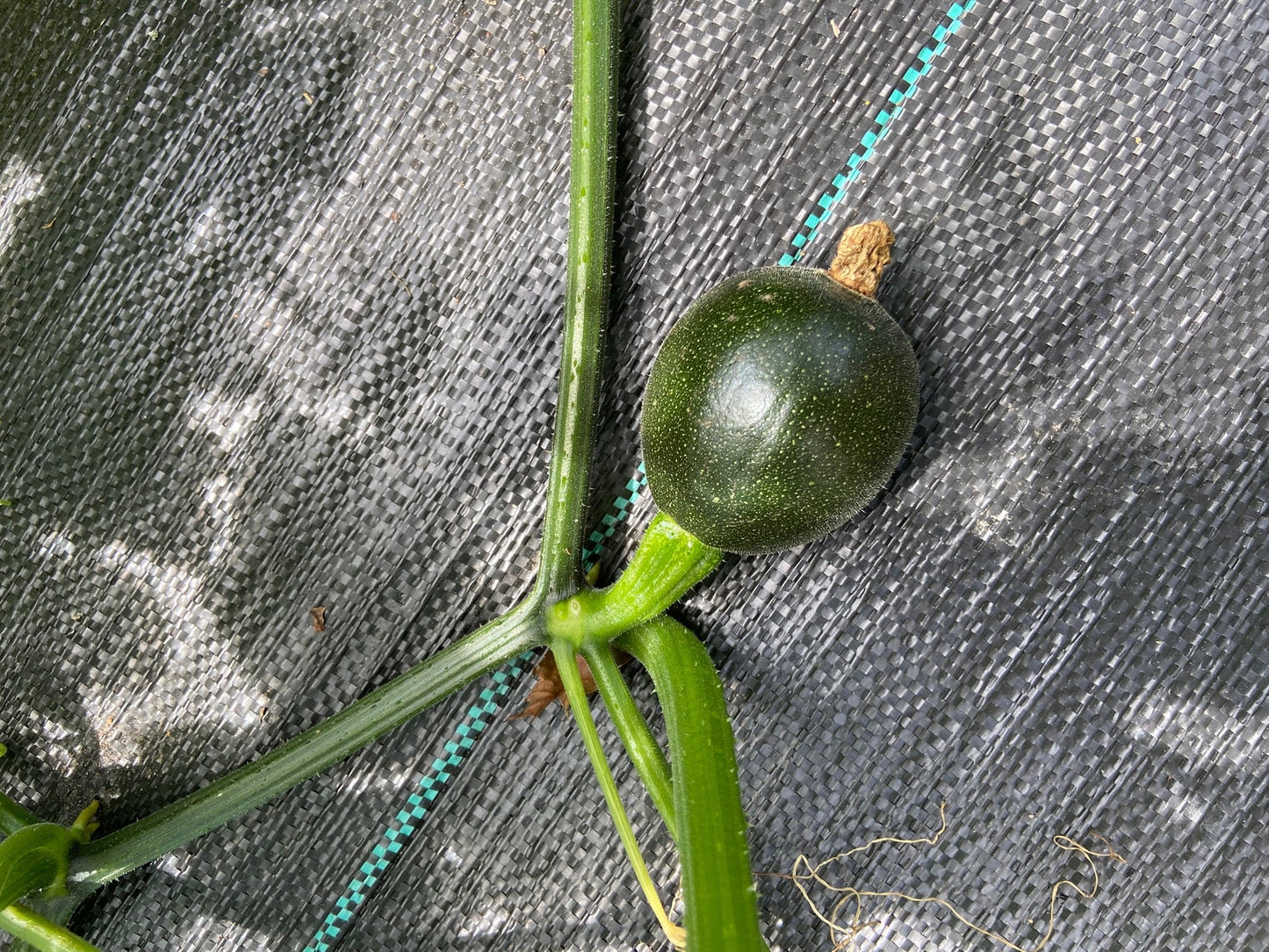 Gem Squash - Greta's Family Gardens