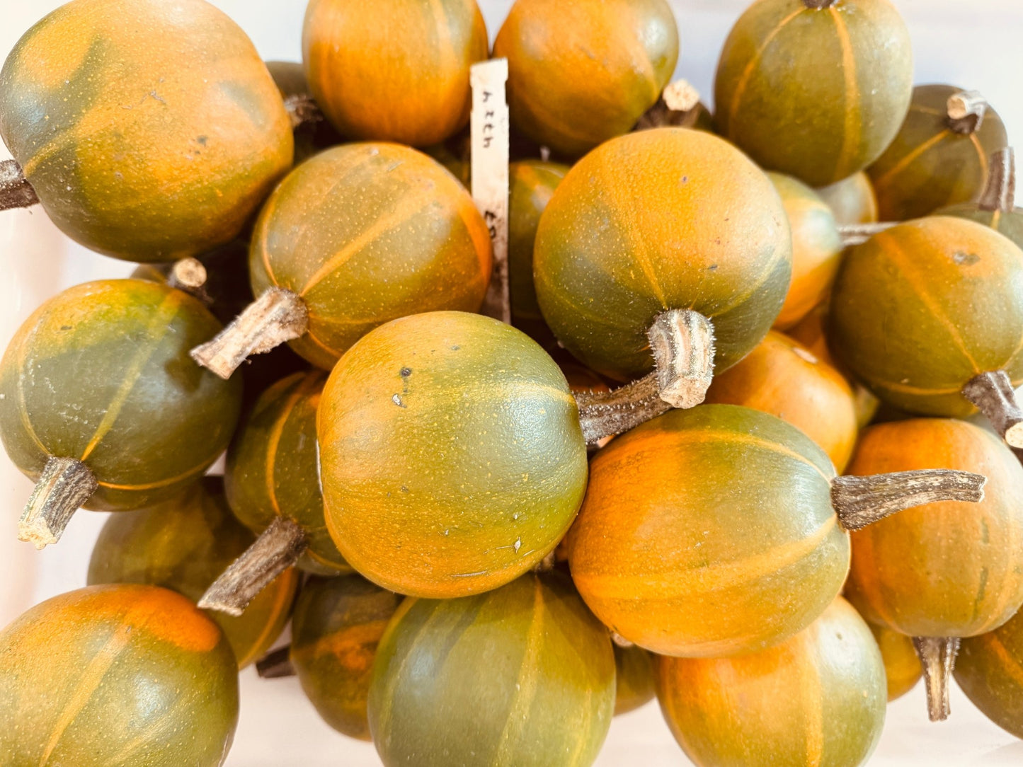 Gem Squash - Greta's Family Gardens