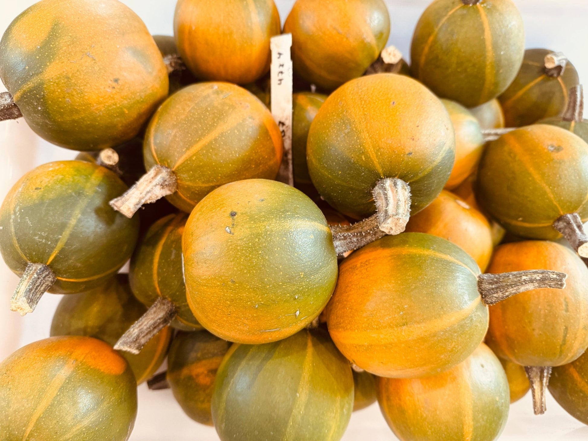 Gem Squash - Greta's Family Gardens
