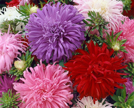 Giant Crego Mixed Aster Seeds - Greta's Family Gardens