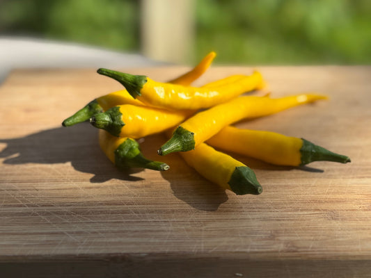 Golden Cayenne Hot Pepper - Organic - Greta's Family Gardens