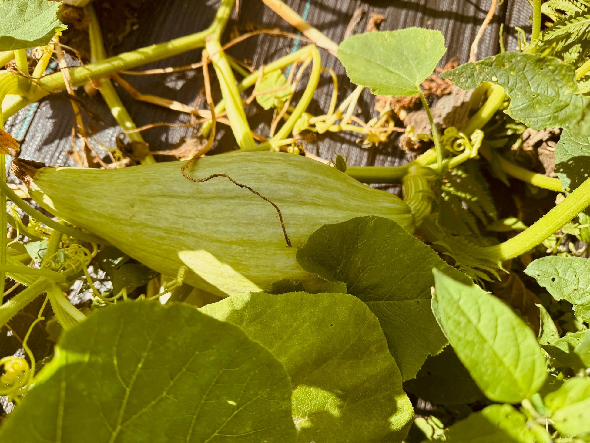 Guatamalan Blue Banana Squash - Greta's Family Gardens