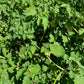 Hanover Groundcherry - Greta's Family Gardens