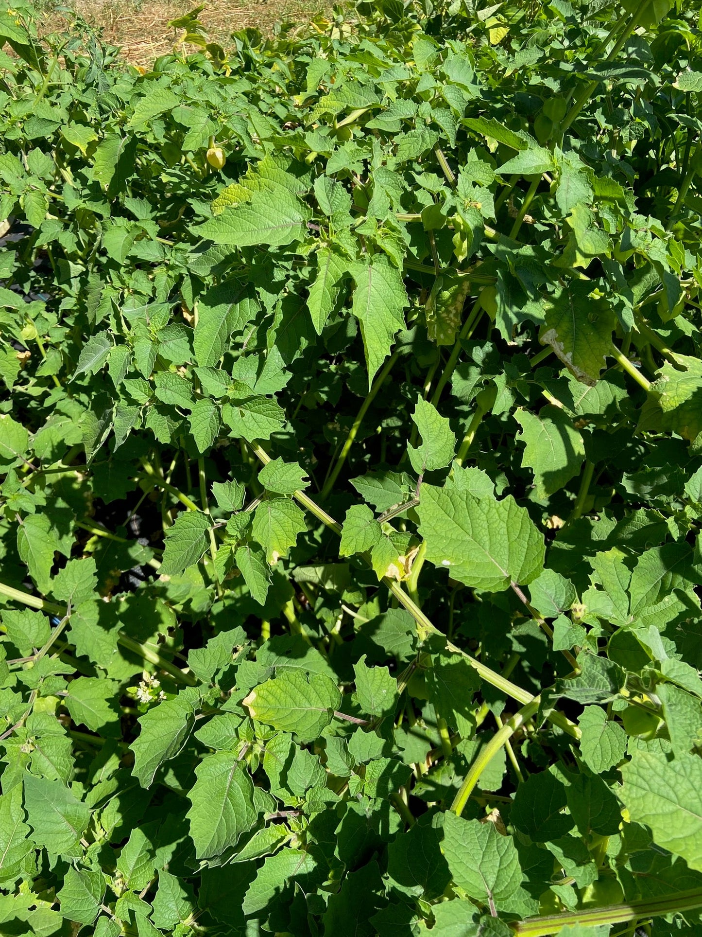 Hanover Groundcherry - Greta's Family Gardens
