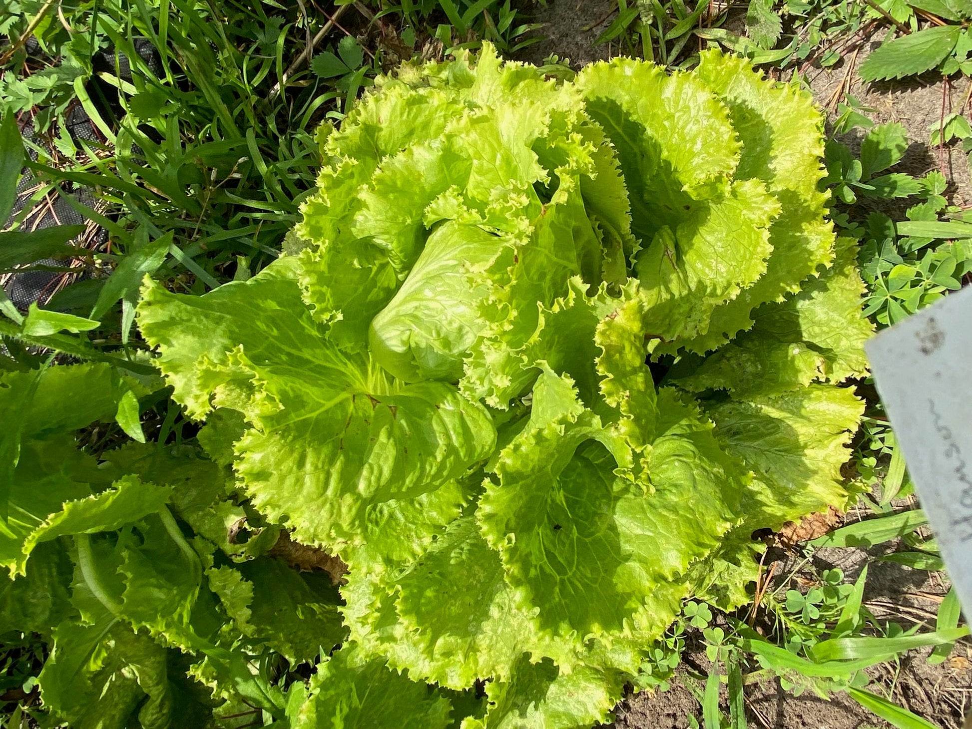 Hanson Lettuce - Greta's Family Gardens