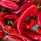 Issus d'Expelette Hot Pepper - Organic - Greta's Family Gardens