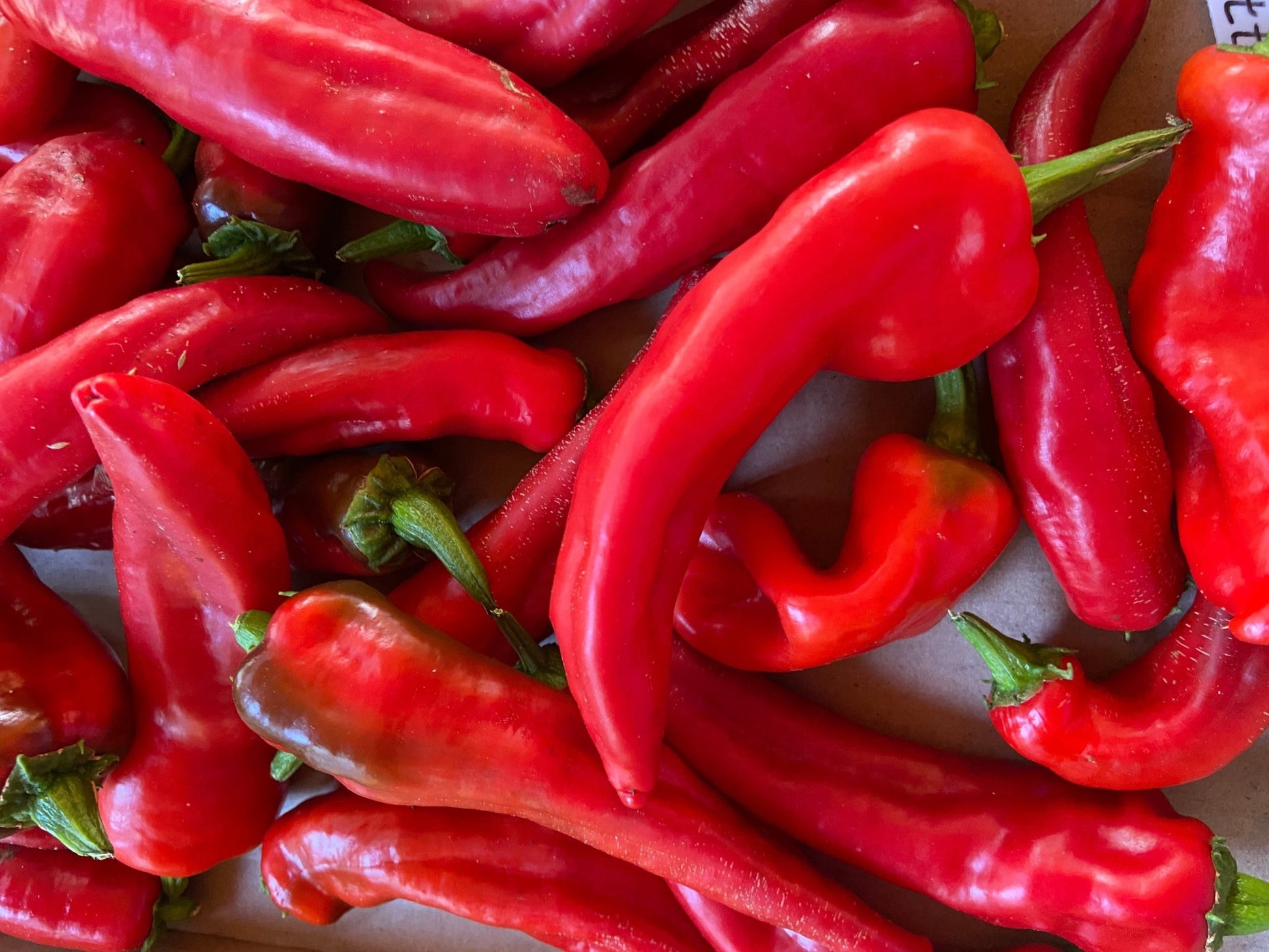 Issus d'Expelette Hot Pepper - Organic - Greta's Family Gardens