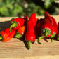Issus d'Expelette Hot Pepper - Organic - Greta's Family Gardens