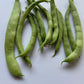 Italian Romano - Greta's Family Gardens