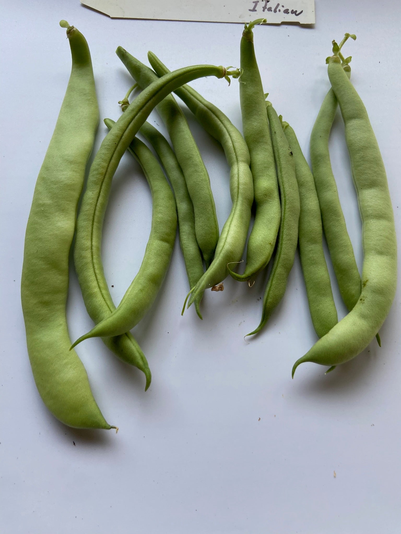 Italian Romano - Greta's Family Gardens