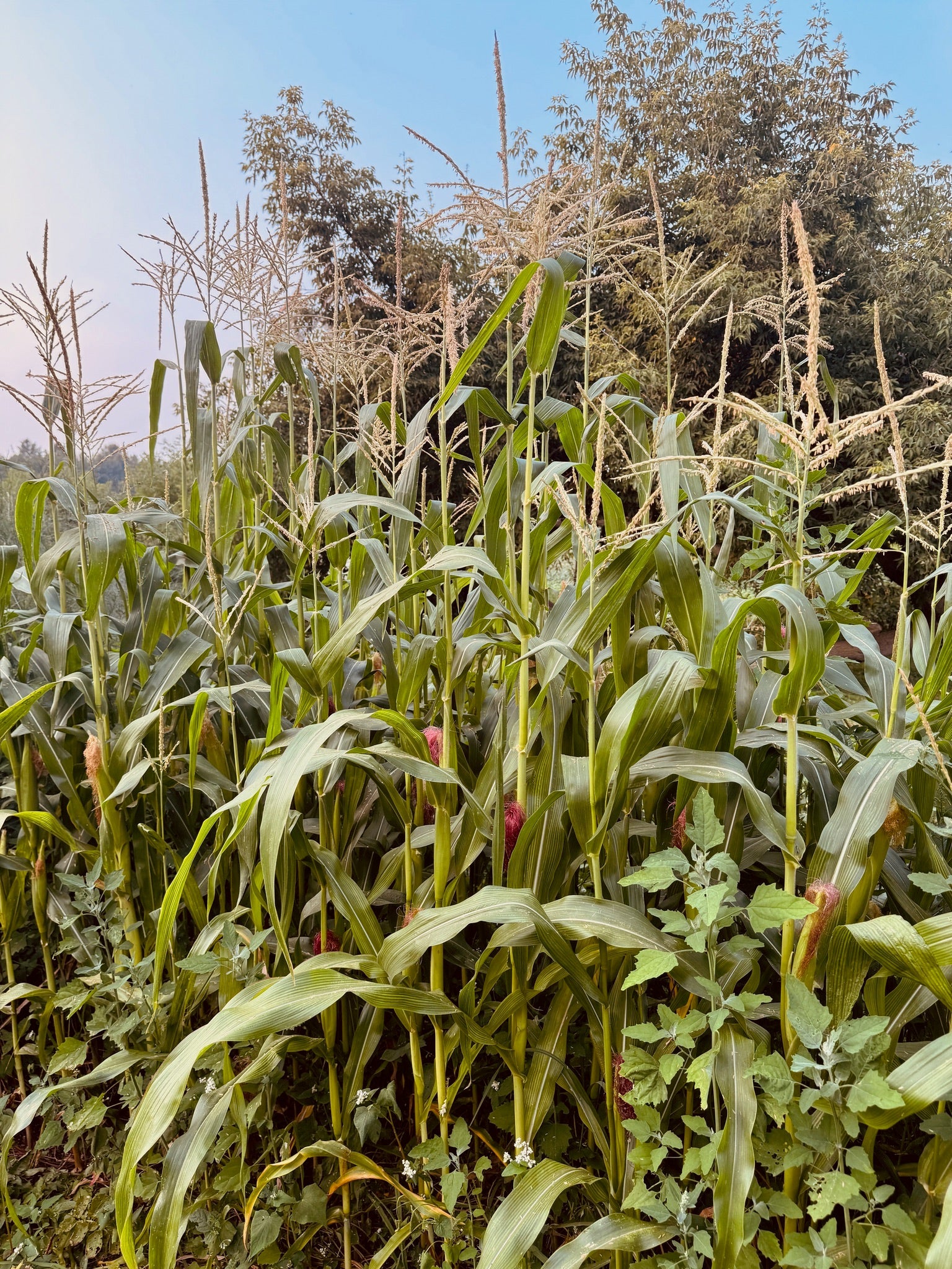 Japanese Hulless Popcorn - Greta's Family Gardens