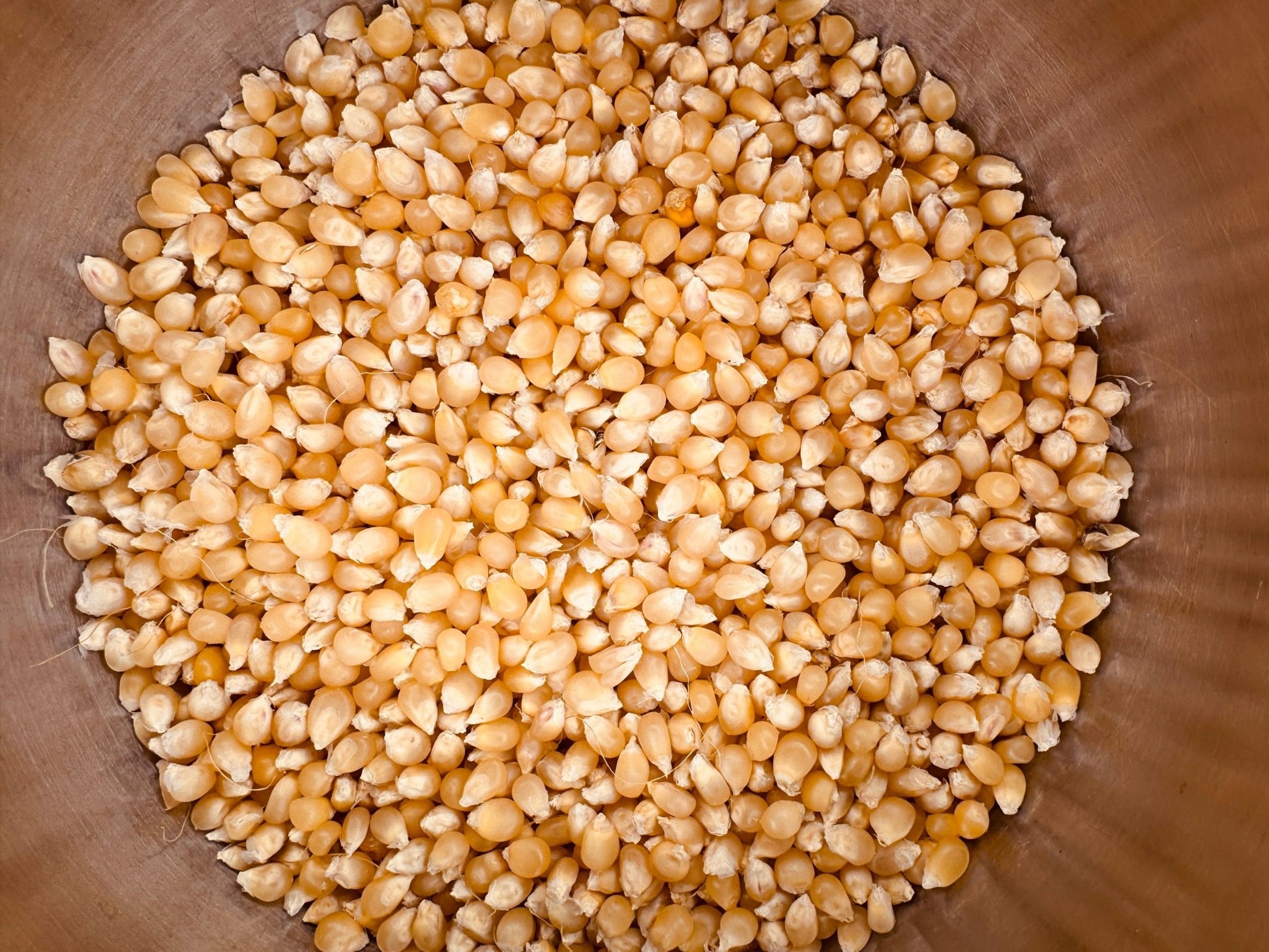 Japanese Hulless Popcorn - Greta's Family Gardens
