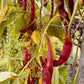 Jimenez Pole beans - Greta's Family Gardens