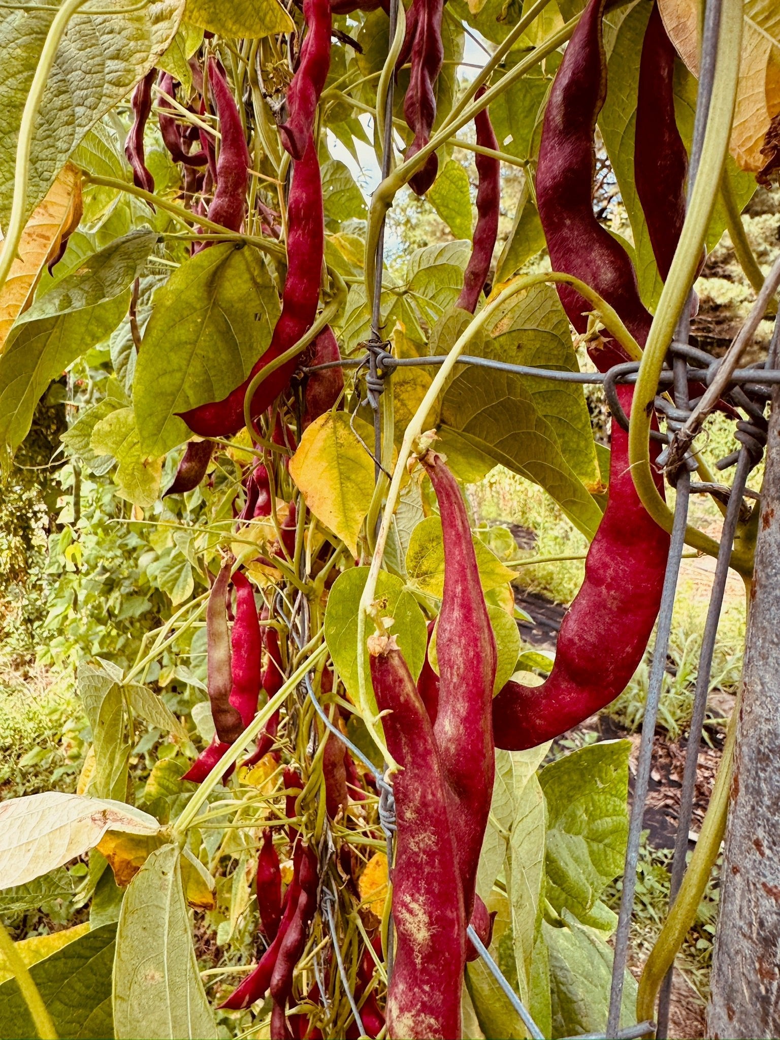Jimenez Pole beans - Greta's Family Gardens