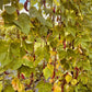 Jimenez Pole beans - Greta's Family Gardens