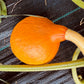 Kuri Squash - Organic - Greta's Family Gardens