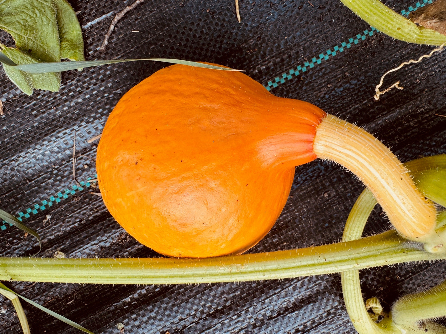 Kuri Squash - Organic - Greta's Family Gardens