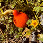 Kuri Squash - Organic - Greta's Family Gardens