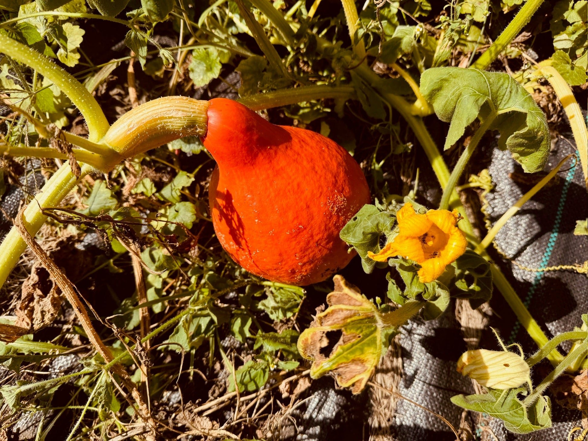 Kuri Squash - Organic - Greta's Family Gardens