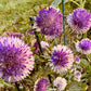 Purple and white flowers in a garden setting with green grass and leaves.