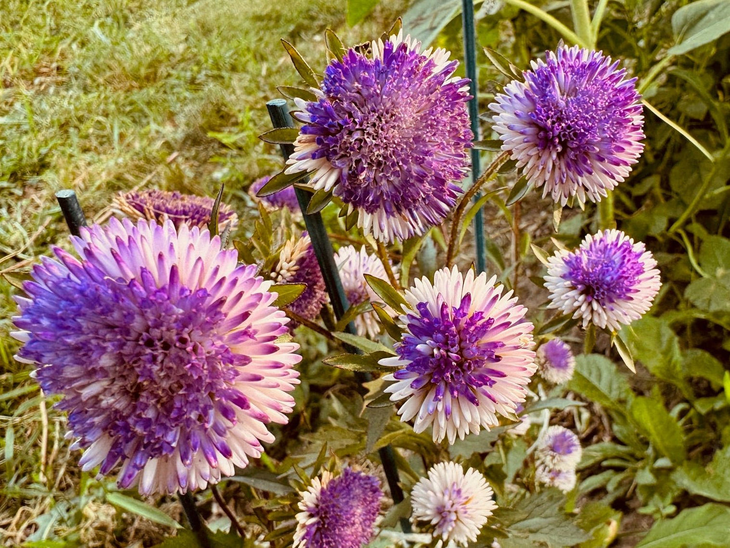 Purple and white flowers in a garden setting with green grass and leaves.