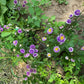 Lilliput Blue Moon - Organic - Greta's Family Gardens