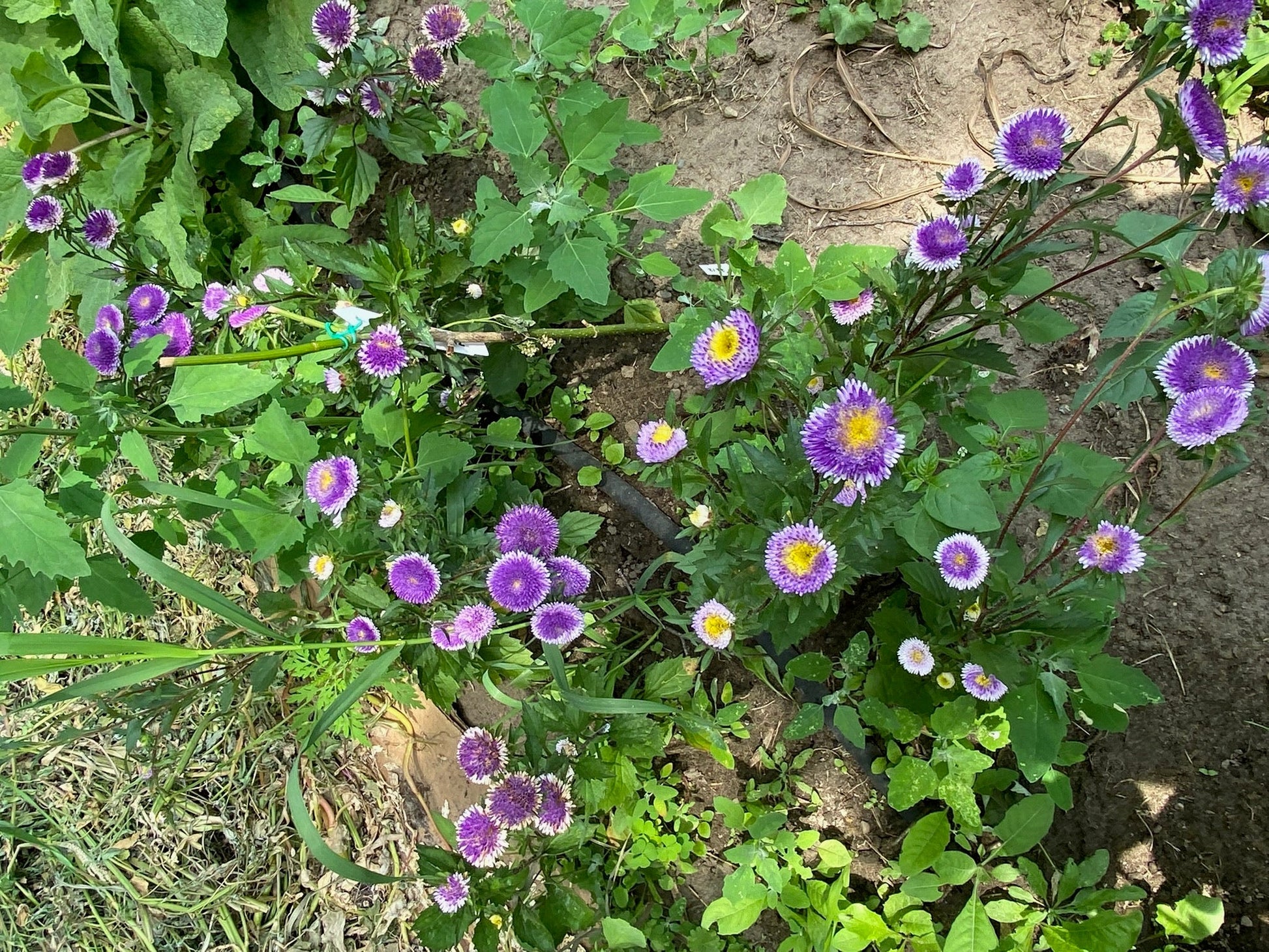 Lilliput Blue Moon - Organic - Greta's Family Gardens