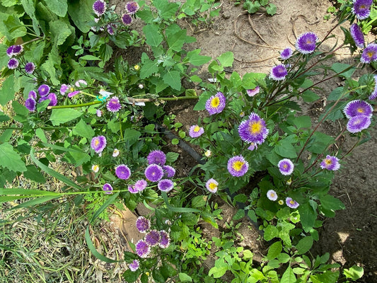 Lilliput Blue Moon - Organic - Greta's Family Gardens