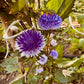 Lilliput Blue Moon - Organic - Greta's Family Gardens