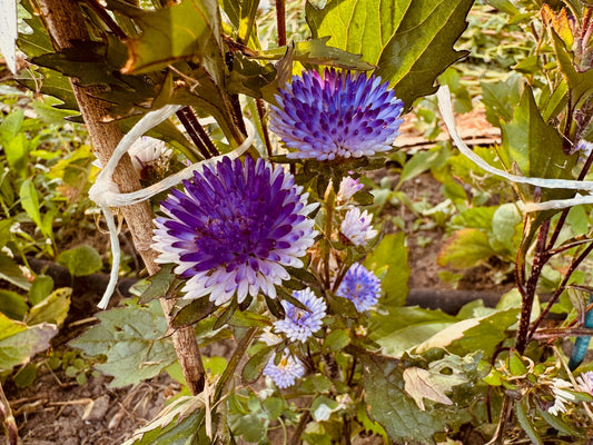 Lilliput Blue Moon - Organic - Greta's Family Gardens
