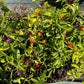 Little Blue Hot Pepper - Organic - Greta's Family Gardens