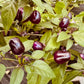 Little Blue Hot Pepper - Organic - Greta's Family Gardens