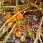 Tomatoes on a vine with a dark background