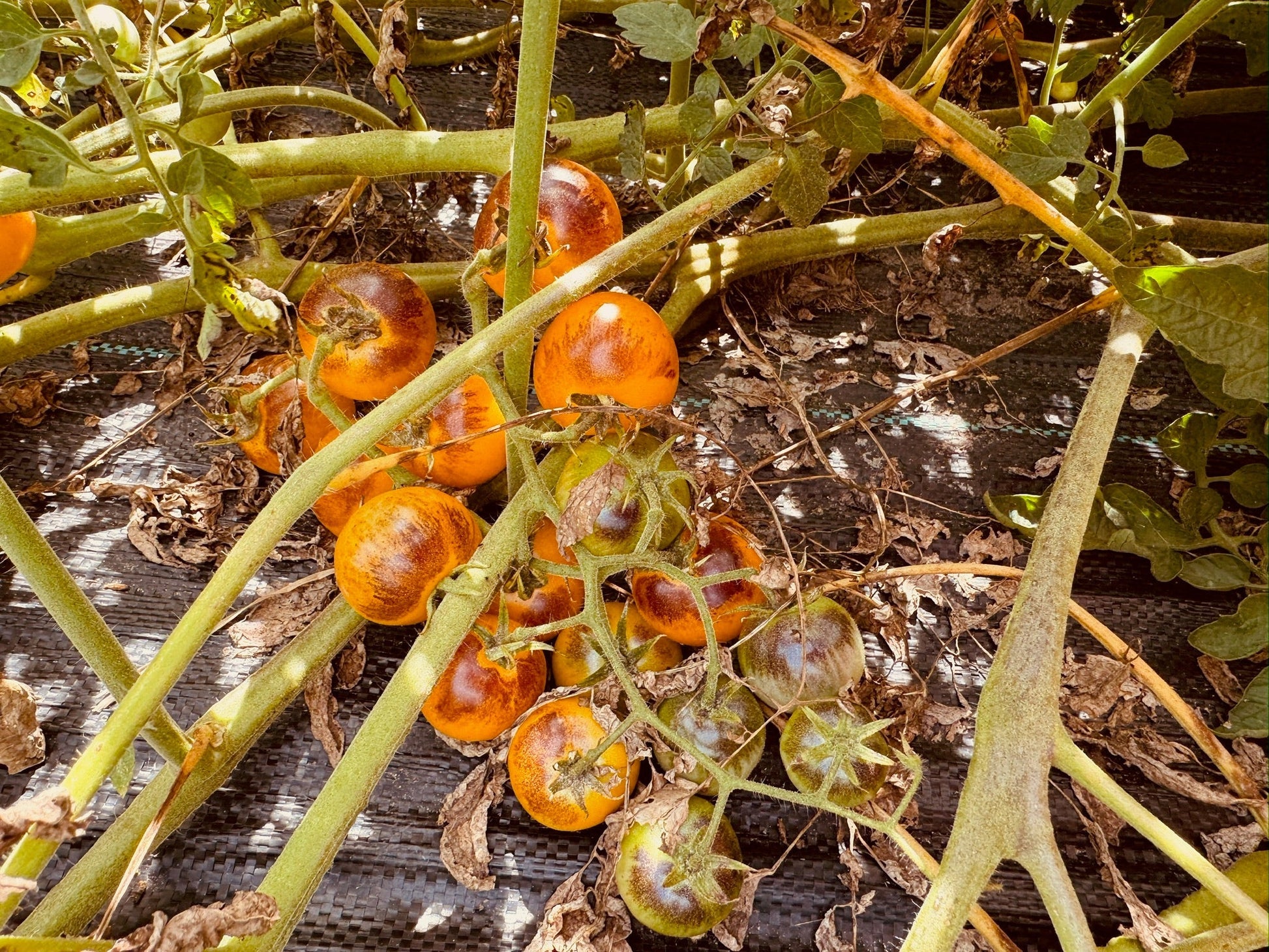 Tomatoes on a vine with a dark background