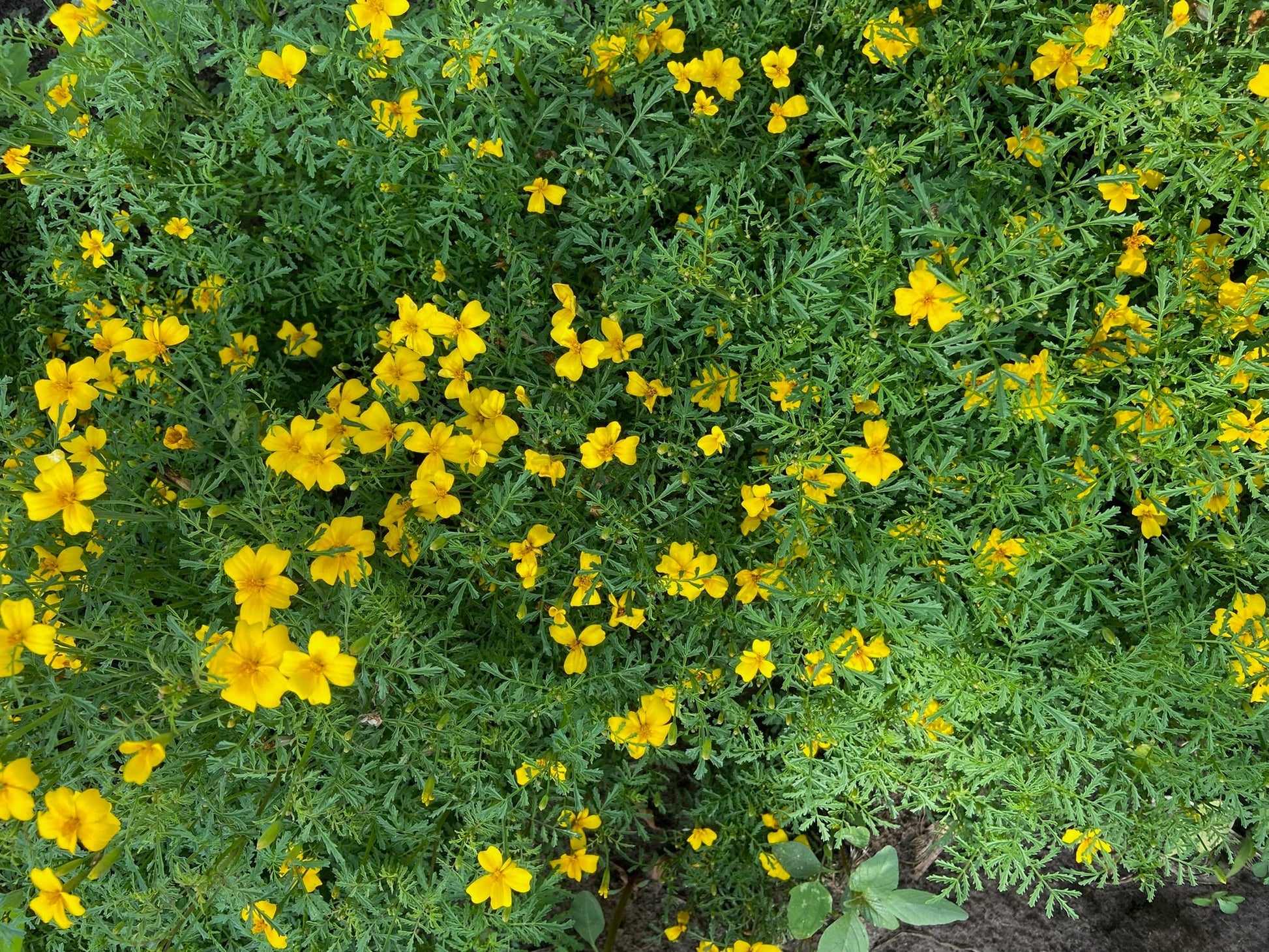Lulu Lemon Marigold - Greta's Family Gardens