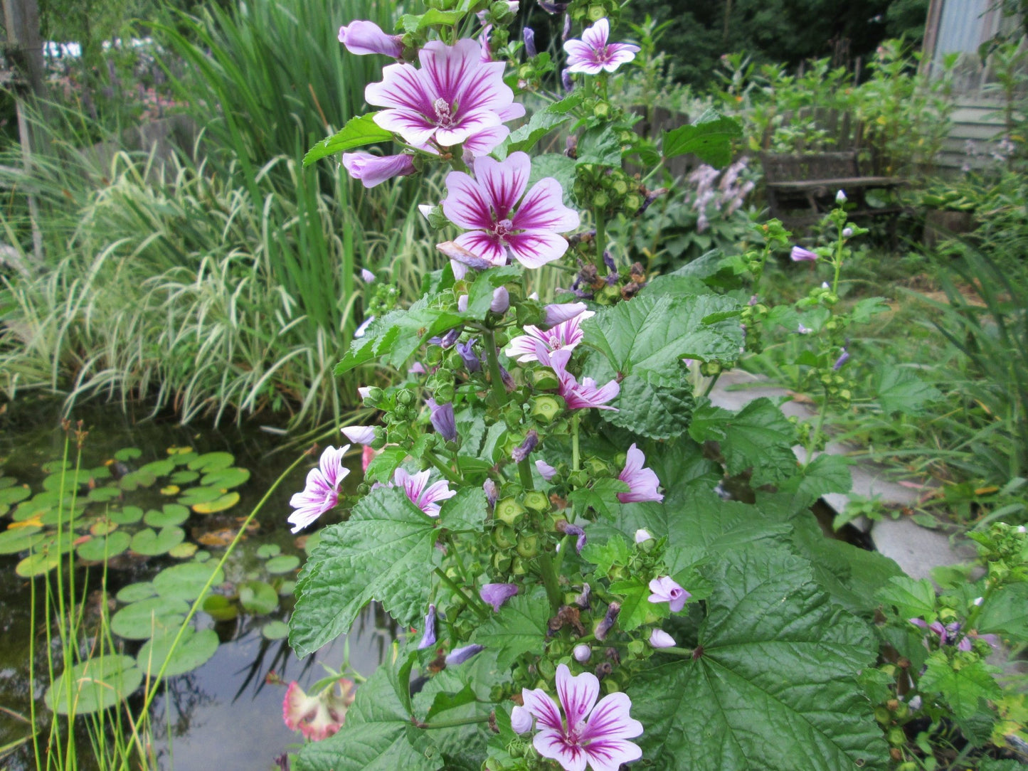 Malva Zebrina flower - Greta's Family Gardens