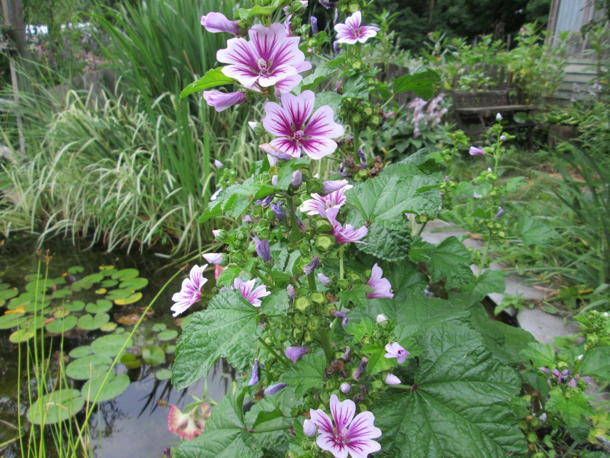 Malva Zebrina flower - Greta's Family Gardens
