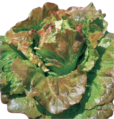 Maravilla de Verano Canasta Lettuce - Greta's Family Gardens