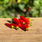 Matchbox Hot Pepper - Organic - Greta's Family Gardens