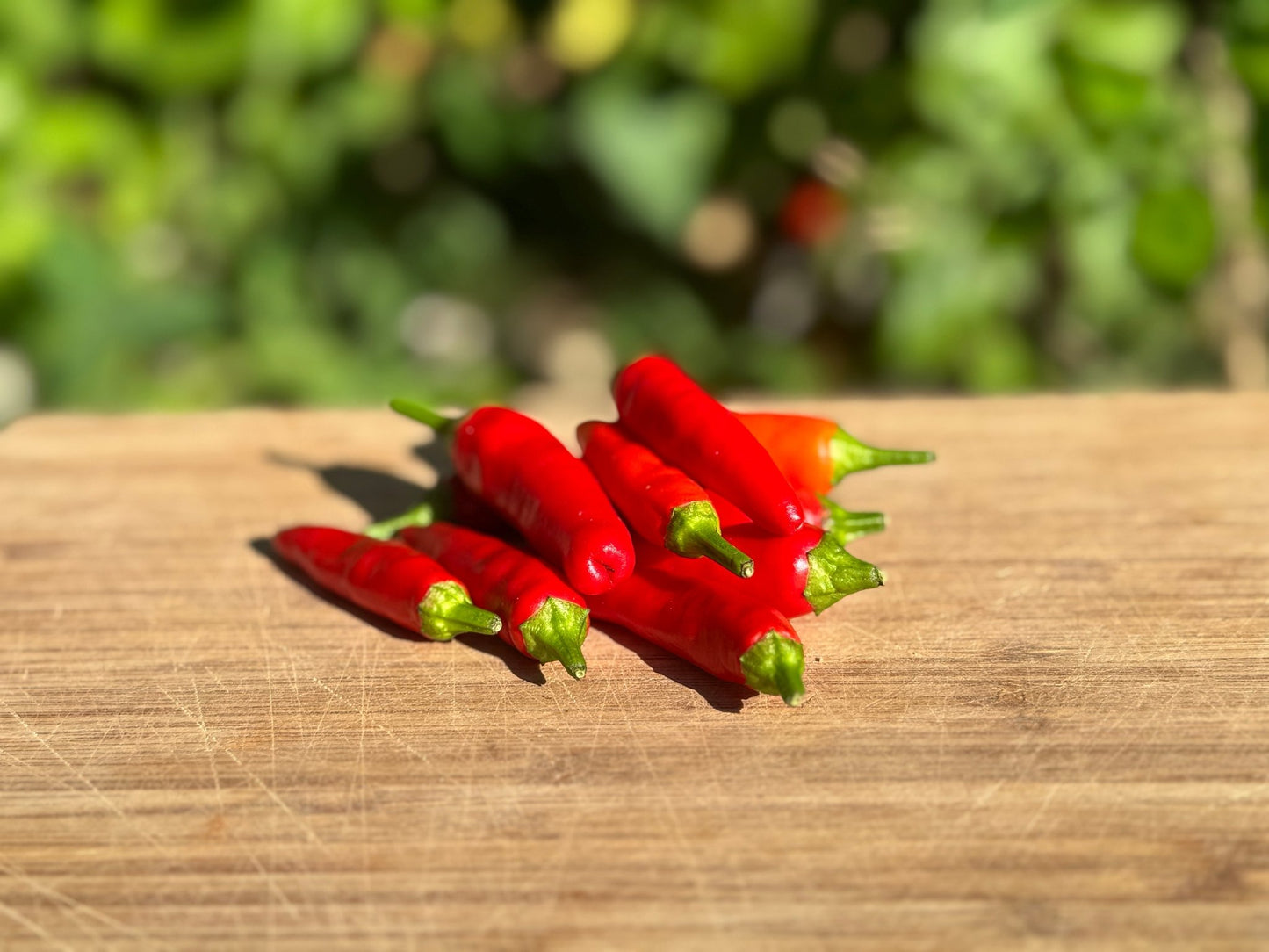Matchbox Hot Pepper - Organic - Greta's Family Gardens
