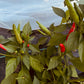 Matchbox Hot Pepper - Organic - Greta's Family Gardens