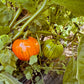 Melanzana Rossa di Rotonda eggplant - Greta's Family Gardens