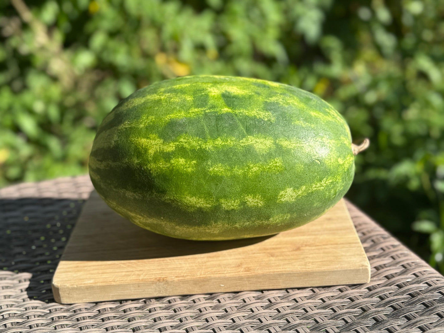 Mountain Sweet Watermelon - Organic - Greta's Family Gardens