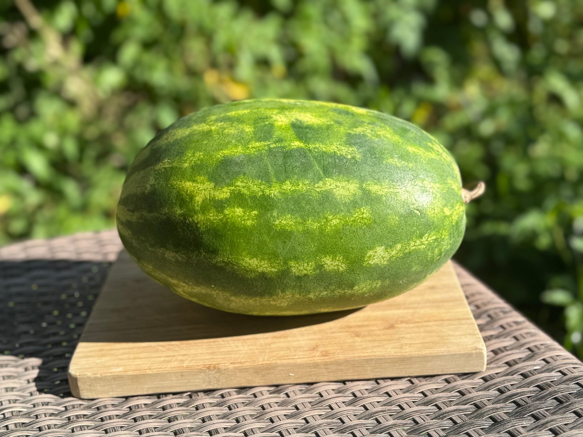Mountain Sweet Watermelon - Organic - Greta's Family Gardens