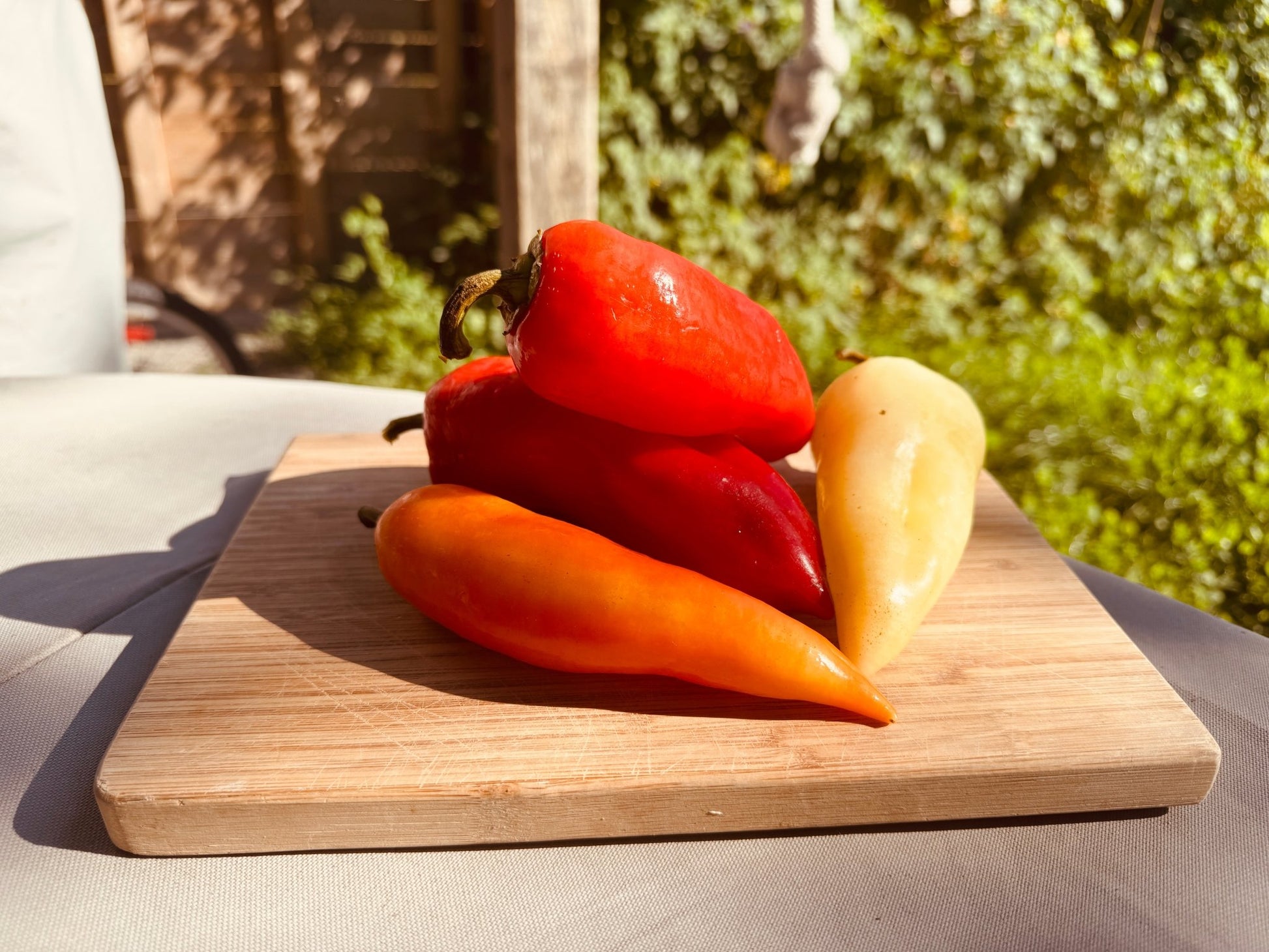 Novo Sadska Sweet Bell Pepper - Organic - Greta's Family Gardens