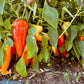 Novo Sadska Sweet Bell Pepper - Organic - Greta's Family Gardens