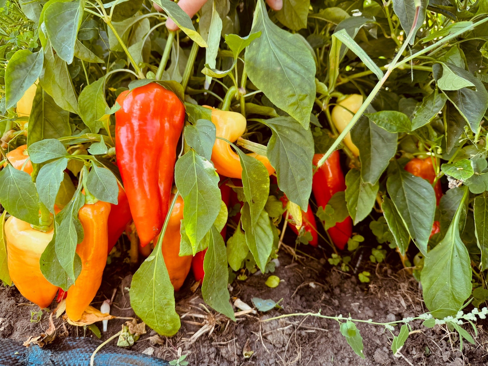 Novo Sadska Sweet Bell Pepper - Organic - Greta's Family Gardens