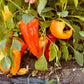 Novo Sadska Sweet Bell Pepper - Organic - Greta's Family Gardens