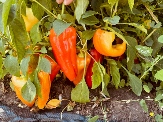 Novo Sadska Sweet Bell Pepper - Organic - Greta's Family Gardens