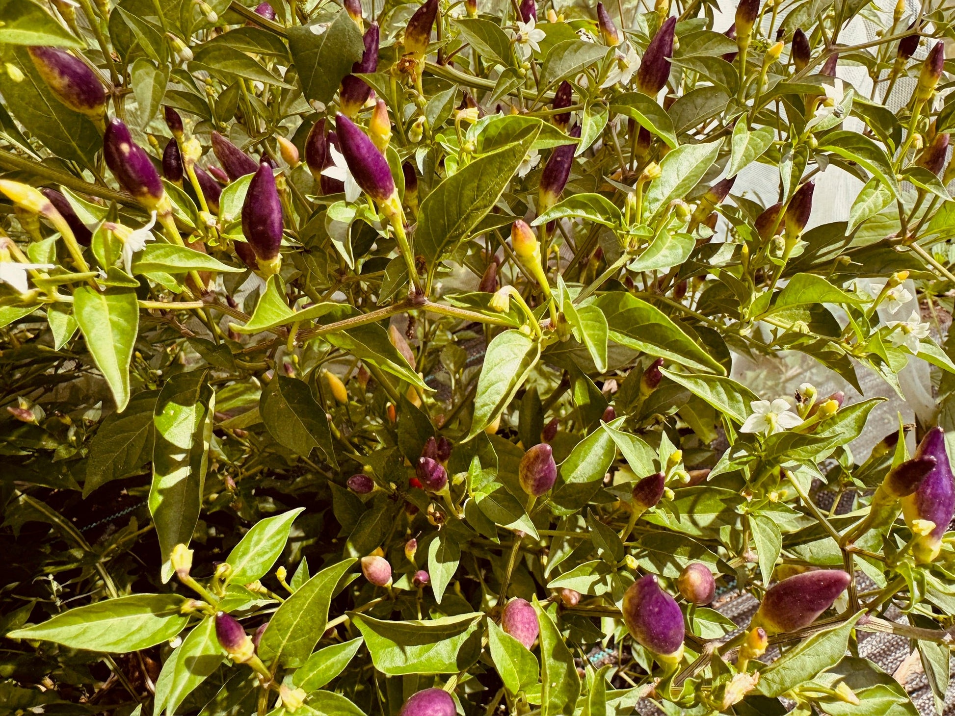 Numex Twilight Hot Pepper - Greta's Family Gardens